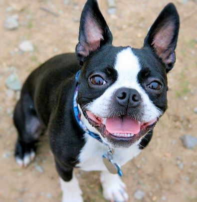 The Boston Terrier has inherited many names that include the 