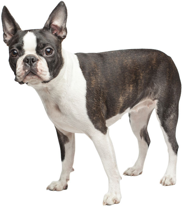 Boston Terrier, such a handsome dog!