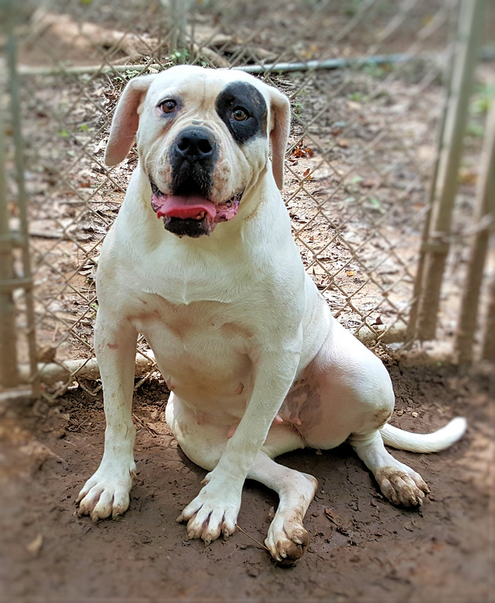 The Johnson Is One Of The Classic American Bulldogs And A Real Gentle Giant Bullymix Com
