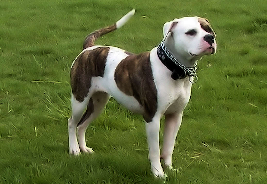 Amazing Scott American Bulldog in the world Don t miss out | bulldogs