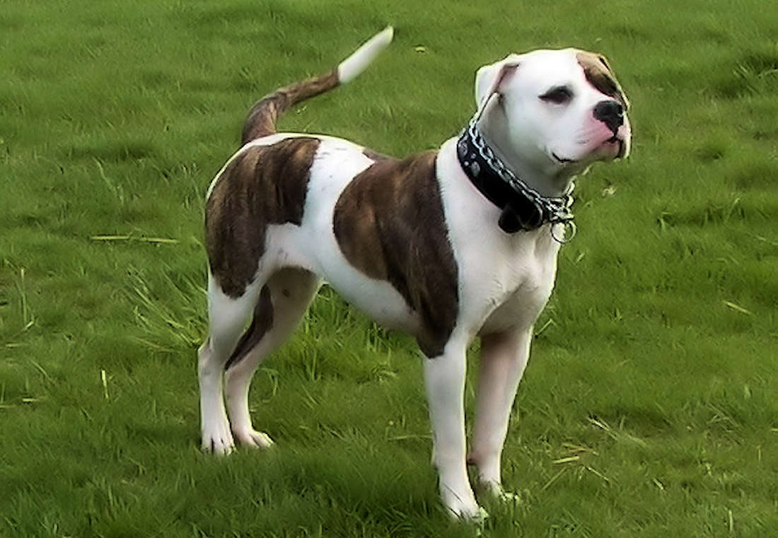 johnson scott american bulldog