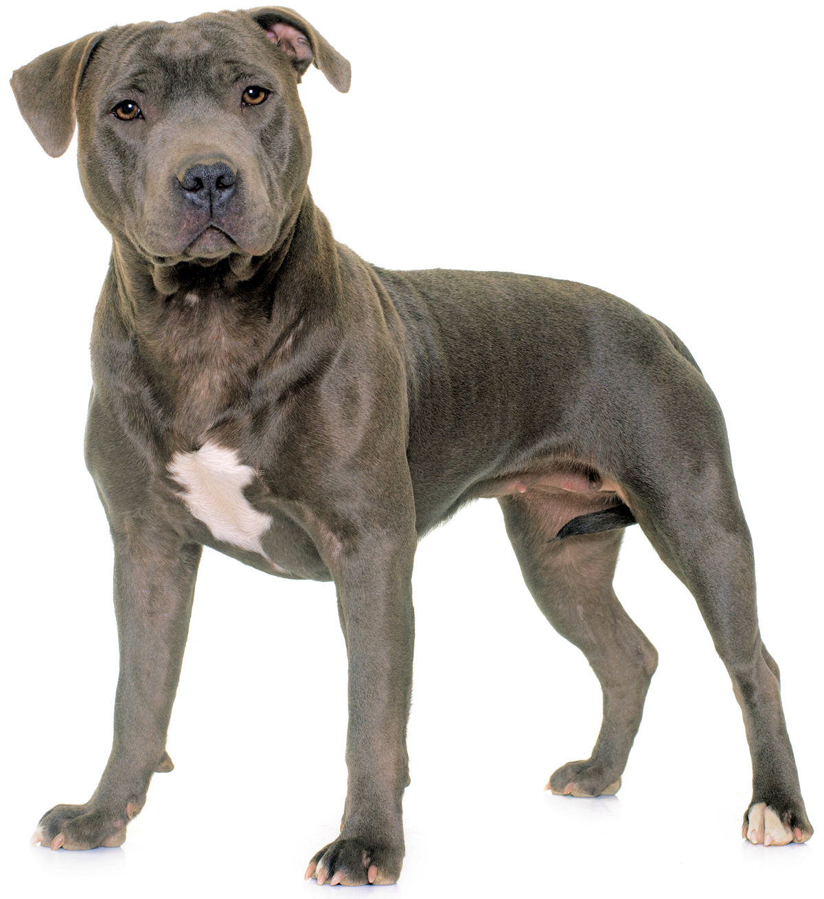 The Staffordshire Bull Terrier Is A Companion Protector And Friend Bullymix Com