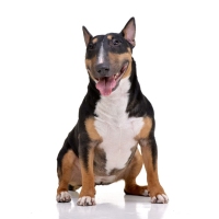 Studio shot of an adorable Bull terrier sitting on white background.