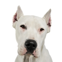 Portrait of an adorable Dogo Argentino looking curiously at the camera - studio shot, isolated on white background.