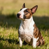 Portrait shot capturing a small, alert terrier breed dog with striking brindle and white markings sitting upright in lush green grass outdoors under bright sunlight, looking slightly upward and to the side.
