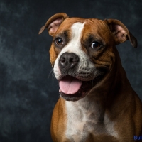 Mary Jane 2 YO American Bulldog Rare Colour