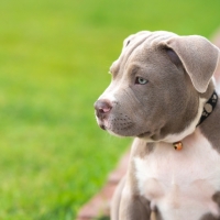 American bully puppy dog, Pet funny and Cute