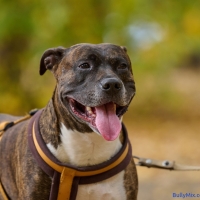 Dog American pit bull terrier stands in the autumn park and looks at the camera. Tongue sticking out of the mouth