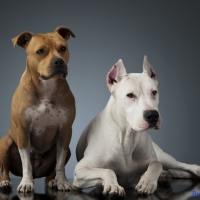Argentin Dog and Staffordshire Terrier on the shiny floor