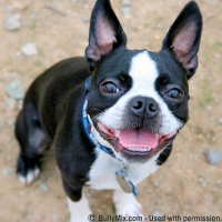 black-and-white-boston-terrier-smiling-licensed