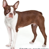 boston-terrier-blue-eyed-red
