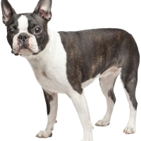 boston-terrier-cute-dogs