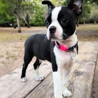boston-terrier-on-a-table-outside-licensed