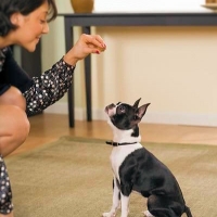 boston-terrier-sitting-pretty-for-treats-licensed