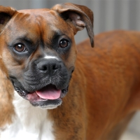 A close up portrait of a happy boxer dog showing its tongue and bright eyes. This friendly canine is ready for fun and companionship.