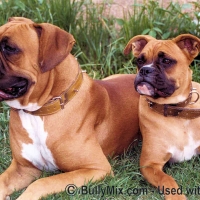 boxer-dogs1