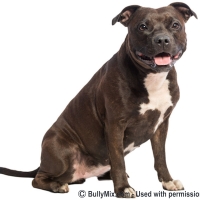 brown-pitbull-bully-breedss