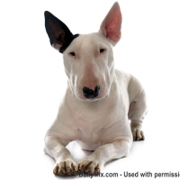 bull-terrier-dog-bully-breeds