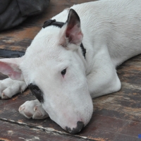 English Bull Terrier white dog with black eye