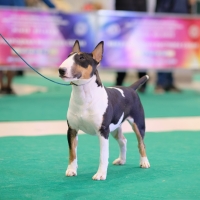 A bull terrier exhibition dog poses at a dog show and looks closely at the handler.