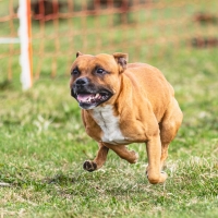 Dog running straight on camera and chasing coursing lure on green field