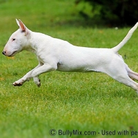 bullterrier-jumping-white-dog-licensed
