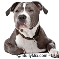 bully-mix-breeds-main-logo