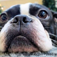 closeup-boston-terrier-face-whiskers-licensed