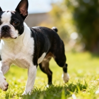 Small, muscular dog with a distinct black and white coat, resembling a Boston Terrier, is captured mid-stride while moving across a patch of bright green lawn, illuminated by warm daylight, with a soft, blurred natural background suggesting a residential outdoor space.