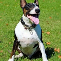 cute-bull-terrier-mini-licensed