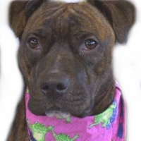 dog-bull-bullymix