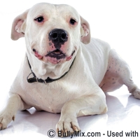 dogo-argentino-dogs