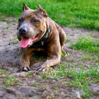 a dog of an American variety of bull terrier, noted for its muscular build.