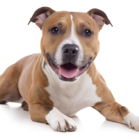 happy-staffordshire-bull-terrier