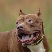 Dog running in green field and chasing lure at full speed on coursing competition straight into camera