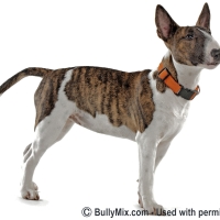 miniature-bull-terrier-dogs