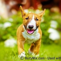 miniature-bull-terrier-puppy-licensed