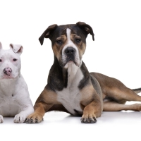 Studio shot of two adorable mixed breed dog lying on white background.