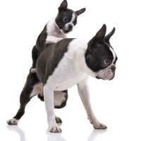 Studio shot of two adorable Boston Terrier - isolated on white background.