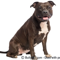 pit-bull-american-terrier-champion