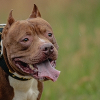 Dog running in green field and chasing lure at full speed on coursing competition straight into camera