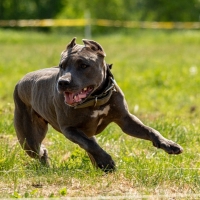 Pit Bull Terrier running and chasing the lure on dog sport
