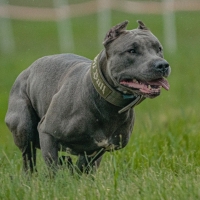 Dog running in green field and chasing lure at full speed on coursing competition straight into camera