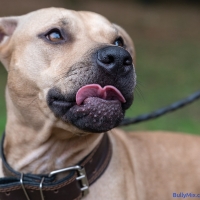 portrait brown American pit bull terrier , selective focus