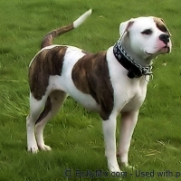 scott-bulldog-american-beauty