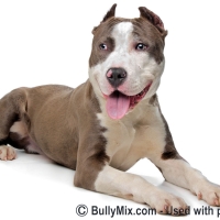 staffordshire-american-bulldogs