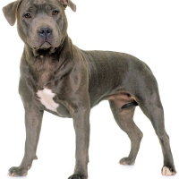 staffordshire-bull-terrier-licensed