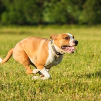 Staffordshire Bull Terrier dog running straight at the camera