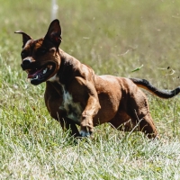 Dog running in green field and chasing lure at full speed on coursing competition straight into camera