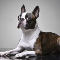 Studio shot of an adorable Boston Terrier lying on grey background.